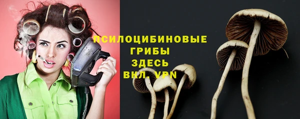 гашик Алексин